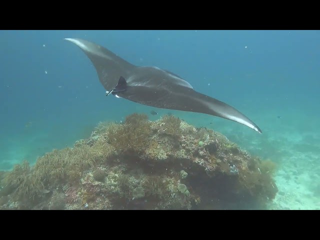Raja Ampat (northern) Scuba Diving from Dewi Nusantara Sept  2022