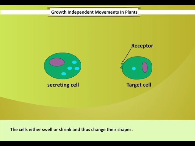 Growth Independent Movements in Plants