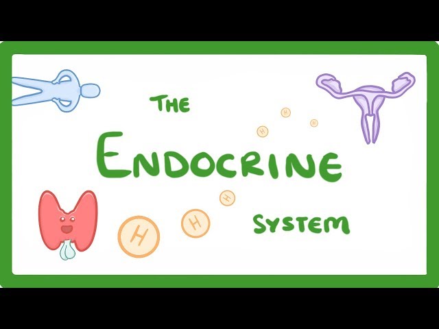 GCSE Biology - Endocrine System & Hormones  #59