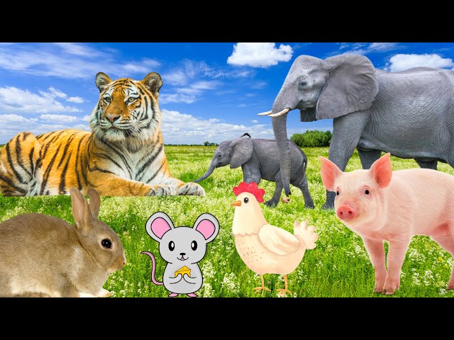 Daily activities of animals: tiger, elephant, pig, chicken,...