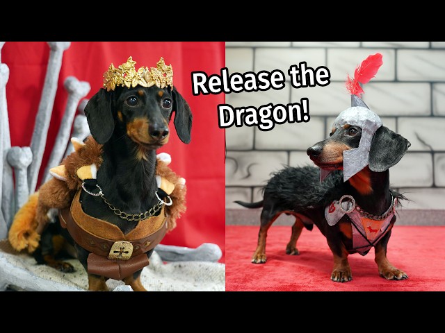 GAME of BONES - Funny Medieval Dachshunds! (Game of Thrones Dog Parody)