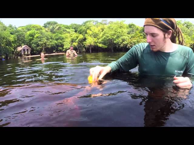 Mit Delfinen im Amazonas schwimmen! | unge