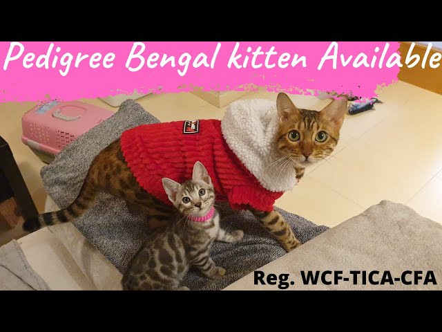 Funny Bengal Kitten Cute Videos #Bengalcat#PedigreeraisedBengalCat #BengalCatBreeder