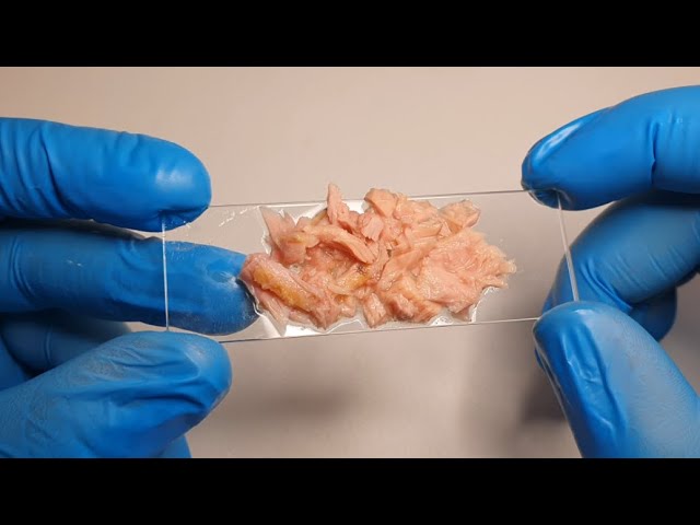 Why There Is Plastic In Fish Meat