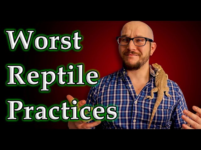 Top 5 Most Questionable Reptile Practices | Are These Really That Bad?