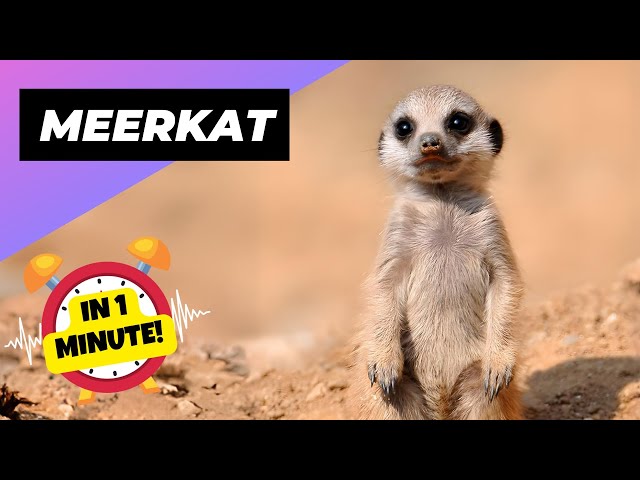 Meerkat 🌿 Why Do They Stand Like This? | 1 Minute Animals