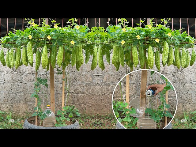 How to grow bitter melon in tires for families without gardens, fertilizer from beer