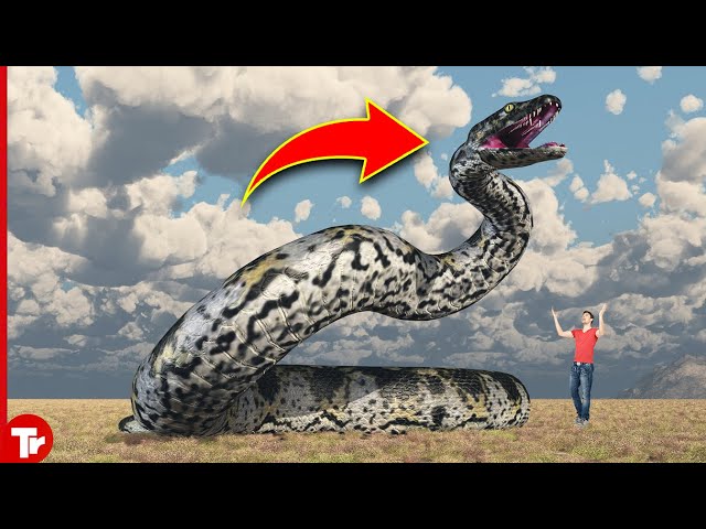 Biggest Snakes Ever Discovered