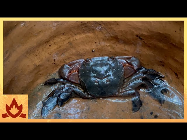 Primitive Technology: Crab and Fish Trap