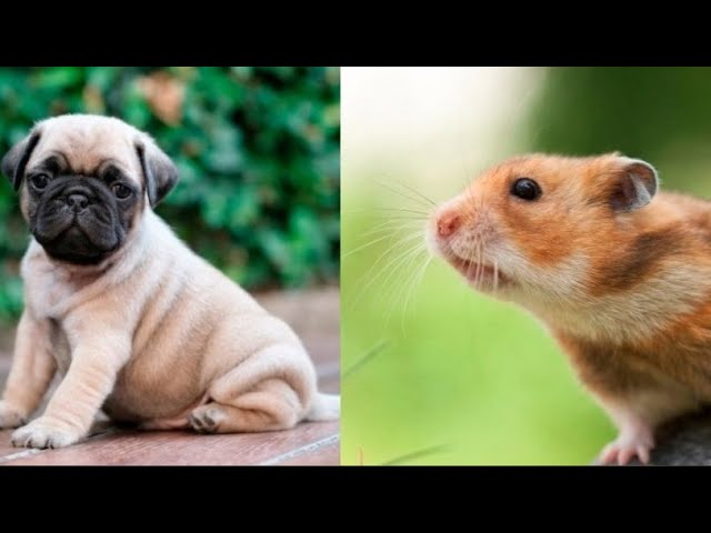 Cute baby animals Videos Compilation cute moment of the animals - Cutest Animals #33