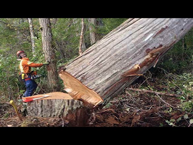 Fastest Skill Cutting Tree Down using Big Chainsaw, Dangerous Felling Tree Chainsaws Machines Skill