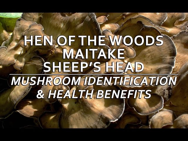 Hen Of The Woods (Maitake, Sheep's Head) Mushroom Identification & Health Benefits with Adam Haritan