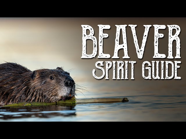 Beaver Spirit Guide - Ask the Spirit Guides Oracle - Totem Animal, Power Animal - Magical Crafting