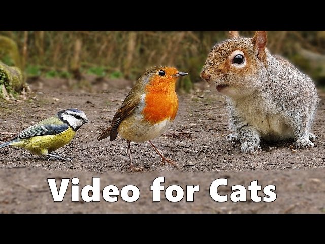 Birds for Cats to Watch : Squirrels and Birds Cat Games Extravaganza Videos
