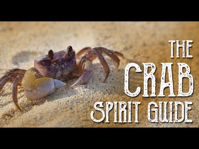 The Crab Spirit Guide - Ask the Spirit Guides Oracle - Totem Animal, Power Animal - Magical Crafting