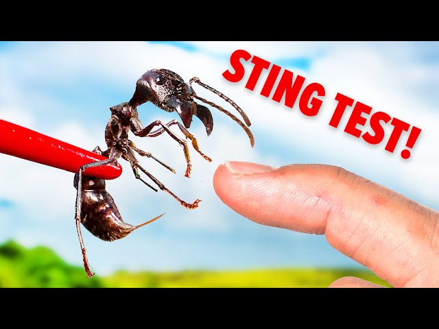 STUNG by a Bullet Ant! (Truth Revealed)