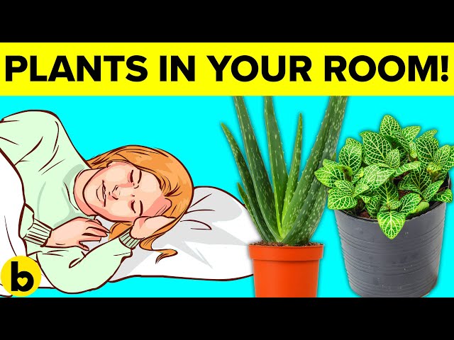 8 Plants You Should Keep In Your Bedroom