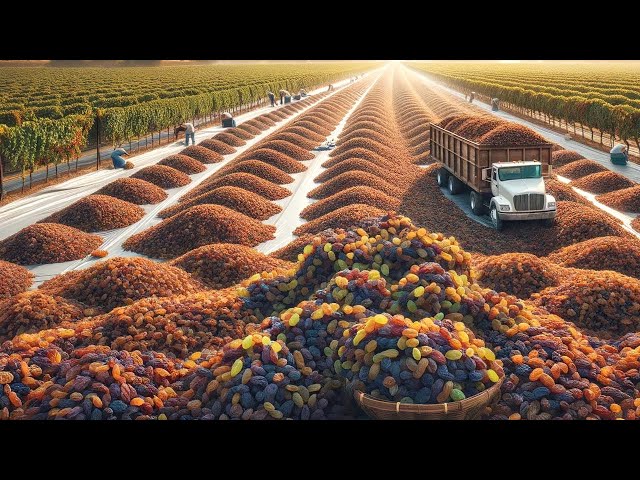 US Farmers Harvest And Process 773 Million Pounds Of Raisins This Way