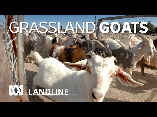 'Accidental' goat farmers pioneer new model for domestic premium meat market 🐐 🍖 🌿 | ABC Australia