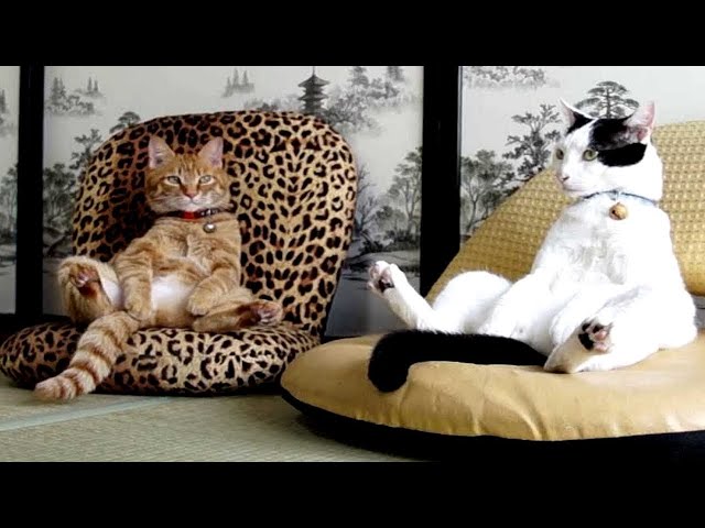 Cats Acting Like Humans Are So Funny - Best Video Compilation Of Cats Behaving Like Humans