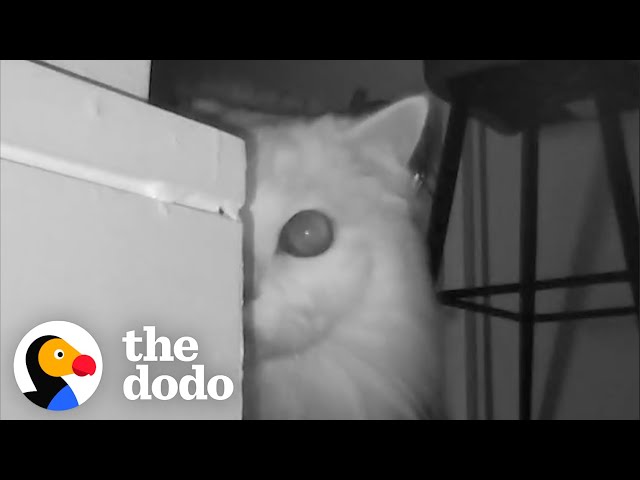 Couple Realizes Why Their Cat Keeps Screaming At Them | The Dodo