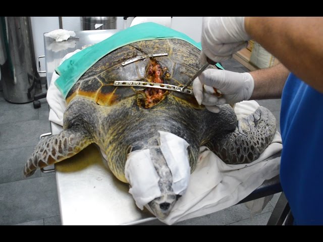 Sea Turtle Survives Boat Propeller To The Face
