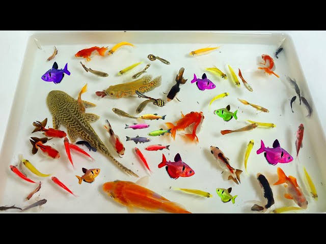Catch Axolotl & Spadefish In The Lake, Find Catfish, Tetra, Koi Fish, Ornamental Fish, Shrimp, Angel