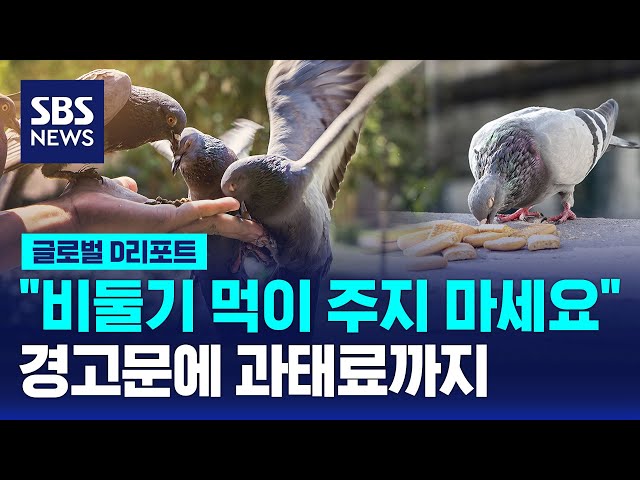 "비둘기 먹이 주지 마세요" / SBS / #D리포트