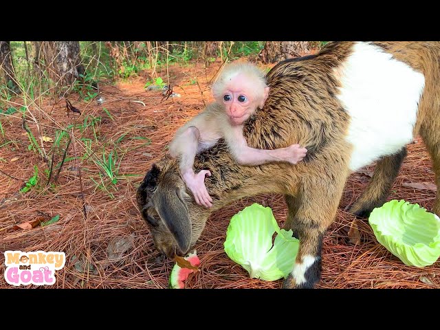 Baby monkey and goat like to eat watermelon or cabbage?