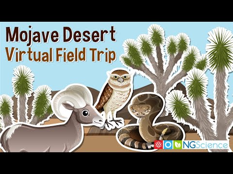 Mojave Desert – Virtual Field Trip