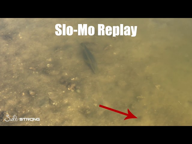 Snook Eating A Crab (Caught On Film)!