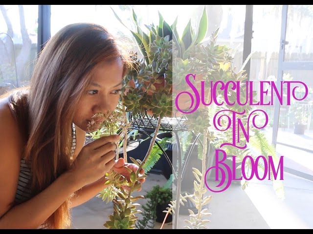 Easy Succulent to GROW !! || A girl with a garden