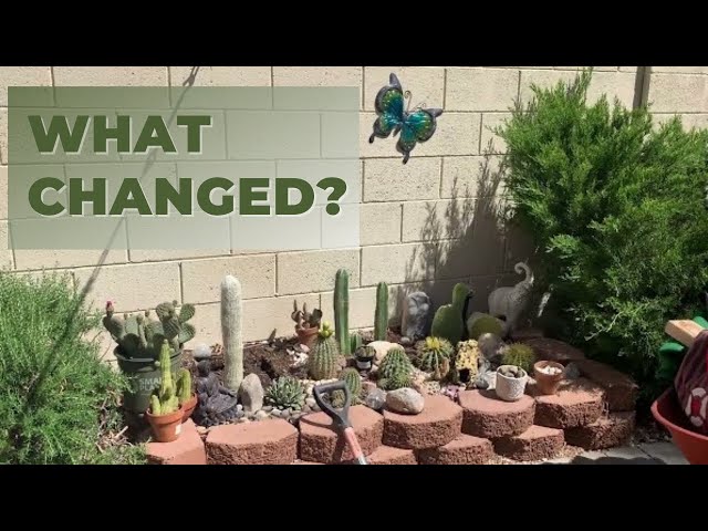 VLOG#16: Changes in my Backyard and in my Desert Gardens