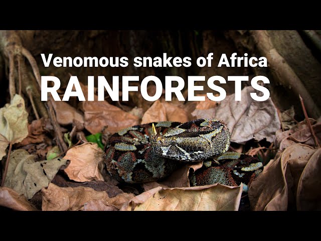 The venomous snakes of Africa - RAINFORESTS, Forest cobra, Green mamba, bush vipers, Gaboon viper