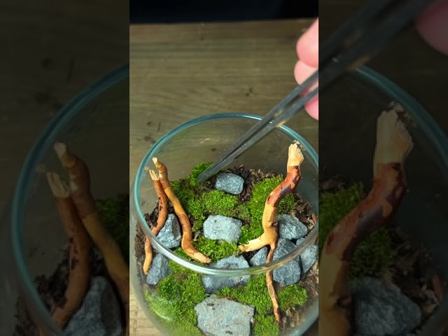 Turning a Drinking Glass Into a Mini Ecosystem!