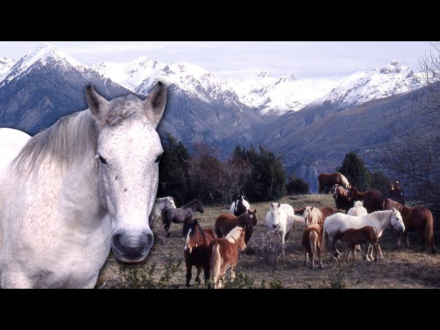 Transhumance of horses and foals in the Pyrenees. Journey to the green pastures | Documentary film
