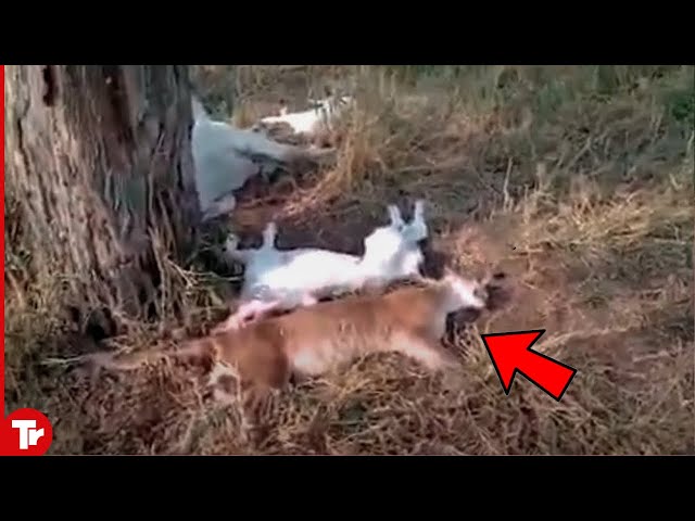Cougar Tried to Hunt Cow and Nature Intervened