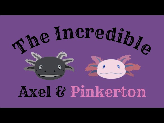 Real life woopers!! Relaxing axolotl live stream