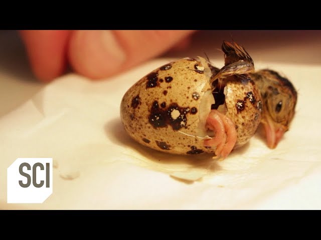 Quail Hatched from Supermarket Egg | Outrageous Acts of Science