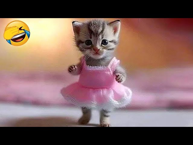 Try Not to Laugh 2024😁 New Funny Dog and Cat Video 😹🐶 Part 11
