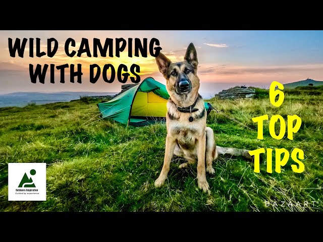 Wild Camping With Dogs, 6 Top Tips