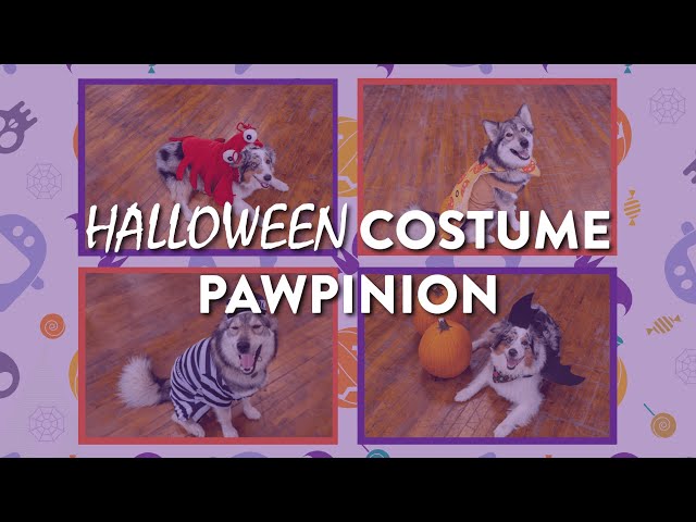 Pawpinions - Halloween costumes!