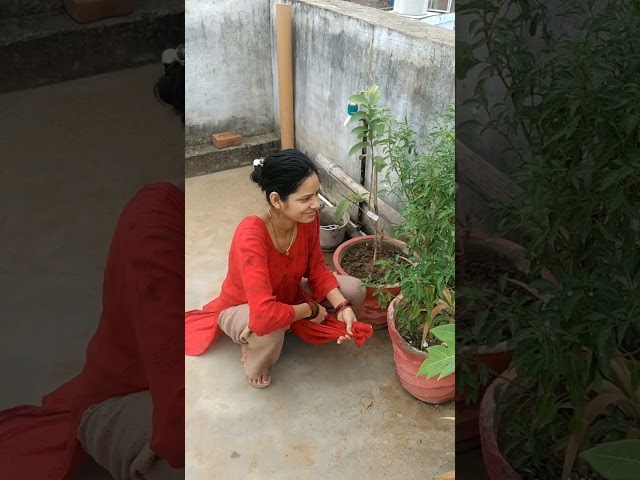 Cherry Amrud and Mirchi Harvesting in terrace garden #video #sweet ##terrace #viralvideo