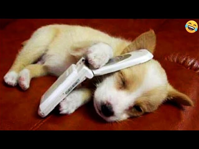Funny ANIMAL videos😊Funniest CATS🐈and DOGS🐕 2024