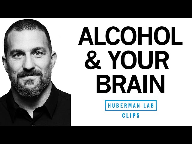 What Alcohol Does to Your Brain | Dr. Andrew Huberman