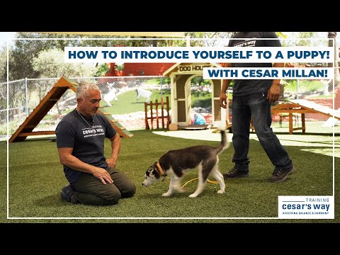 Dog Tips With Cesar Millan