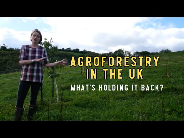 Agroforestry in the UK - What's holding it back?