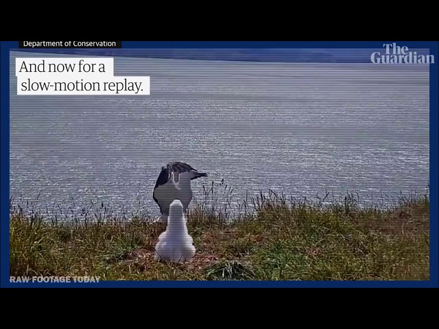 Albatross faceplants to fame on New Zealand livestream