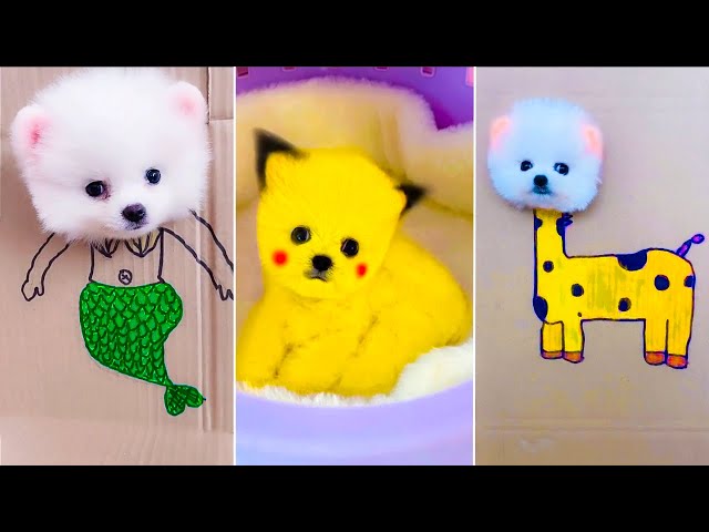 Cute Pomeranian Puppies Doing Funny Things #19 🐶 Cute and Funny Dogs 2024 - VN Pets