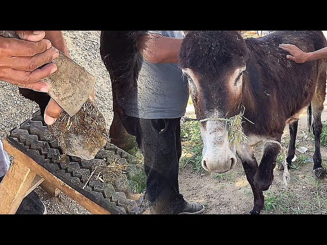 Rescue Donkey with Overgrown Hooves🐎Satisfying Donkey Hoof TRIMMING-RELAX &4